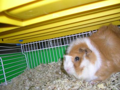 Cosette